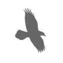 Raven5 Ltd. company logo
