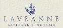 Laveanne Lavender Fields company logo