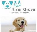 Animal Hospital Mississauga company logo